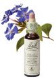 Bach Cerato / Loodkruid 20 ml 05