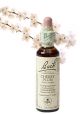 Bach Cherry Plum / Kerspruim 20 ml 06