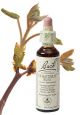 Bach Chestnut Bud / Kastanjeknop 20 ml 07