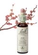 Bach Elm / Iep 20 ml 11