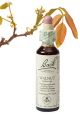 Bach Walnut / Walnoot 20 ml 33